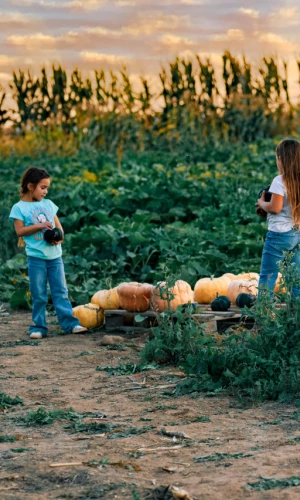 U-pick pumpkin